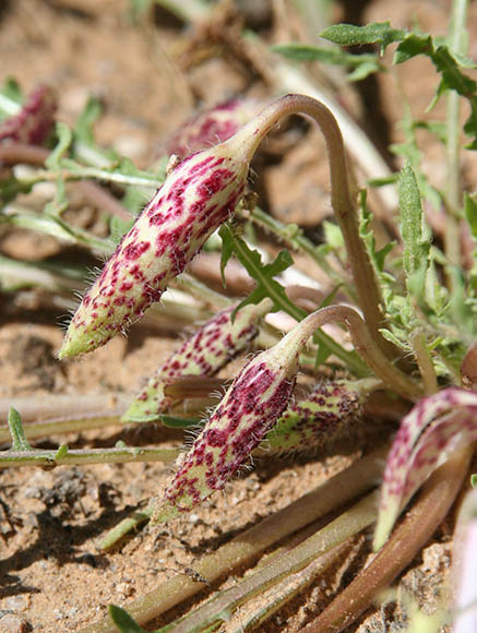  Oenothera arizonica